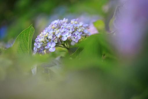 紫陽花 紫陽花の写真
