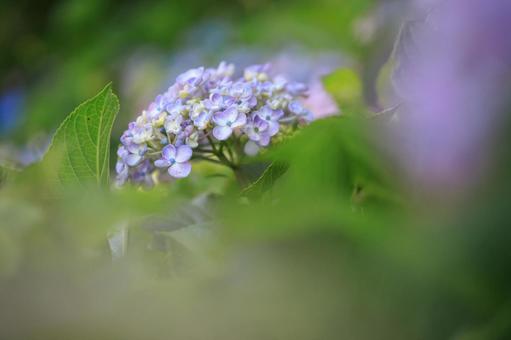 hydrangea, hydrangea, flower, plant, JPG