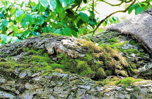 木に苔 木に苔の写真