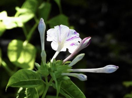 きれいな花 きれいな花の写真