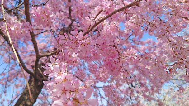 春の息吹感じる、五条川の桜祭り 春の息吹感じる、五条川の桜祭りの写真