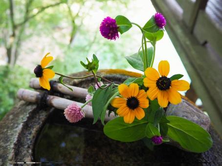 花と水 花と水の写真