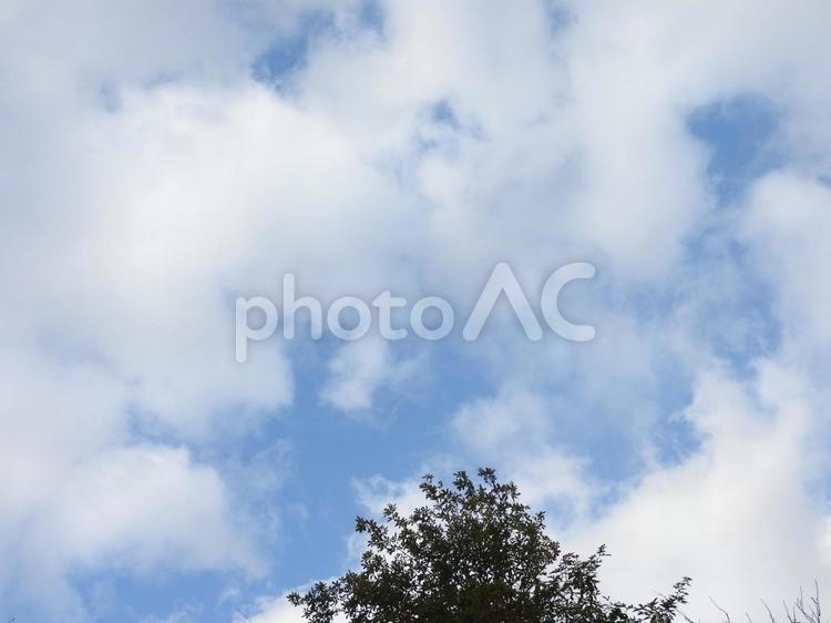 晴れた冬空と木 冬の空,木,植物の写真素材
