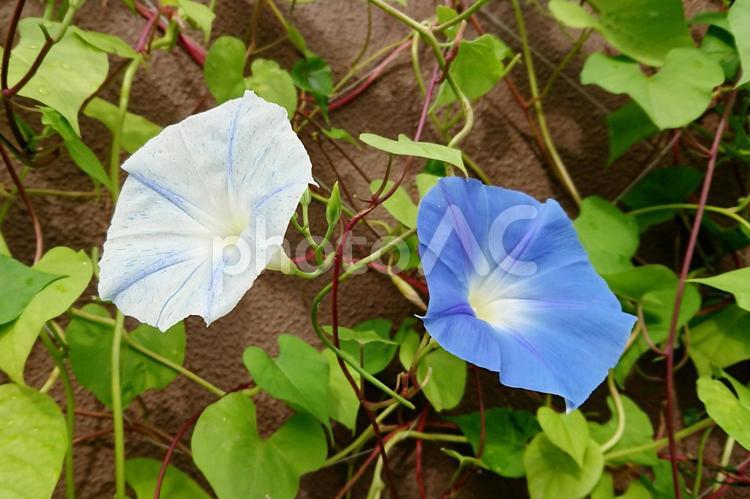 あさがお８１ あさがお,セイヨウアサガオ,緑の写真素材