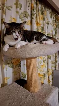 照片, 活物, 动物, 宠物, 