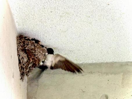 子育て中のツバメ 05 子育て中のツバメ 05 燕,鳥,生き物の写真素材