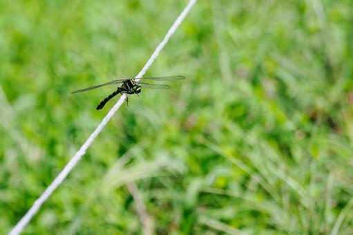 コオニヤンマ⑶の写真