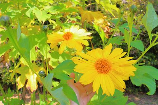 皇帝ひまわり　手 皇帝ひまわり,手,ひまわりの写真素材