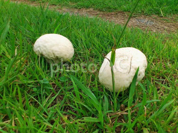 白いきのこ きのこ,不思議,キノコの写真素材