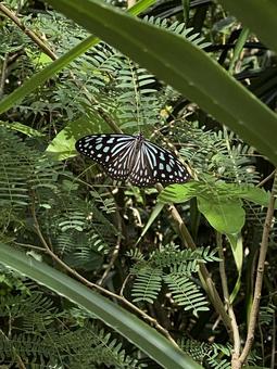 リュウキュウアサギマダラ リュウキュウアサギマダラ 青い蝶々,リュウキュウアサギマダラ,蝶の写真素材