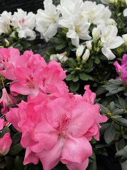 アゼレア  アゼレア,花,植木の写真素材