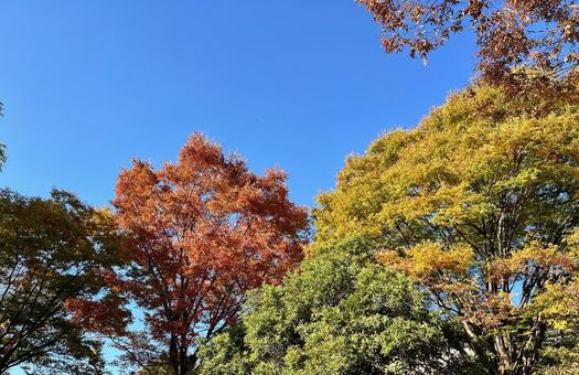 紅葉する木々 紅葉,彩り,秋の写真素材