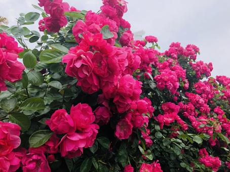 ピンクのバラの写真