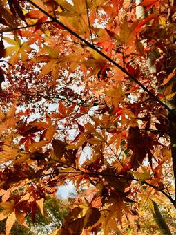 紅葉 紅葉の写真