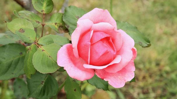 河津バカテル公園　秋バラ 薔薇,秋,花の写真素材