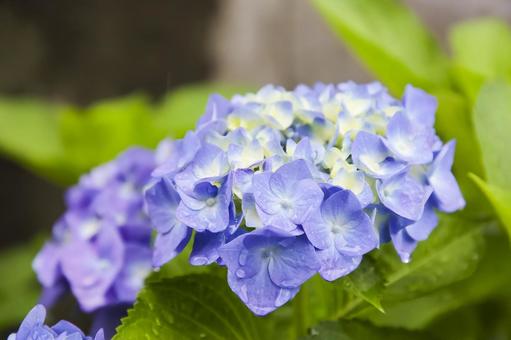 Hydrangea, JPG Hydrangea, JPG