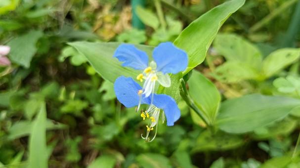 朝咲いて昼にはしぼむはかないつゆくさの花 朝咲いて昼にはしぼむはかないつゆくさの花の写真