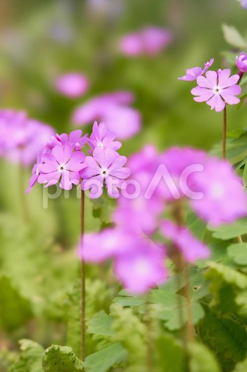 地植えのニホンサクラソウが群生満開 ニホンサクラソウ,桜草,アップの写真素材
