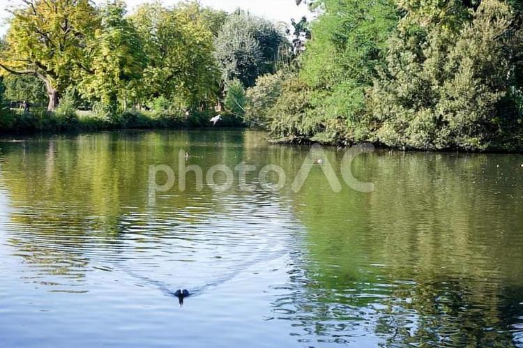 イギリスの公園の湖　オオバン　秋　 映り込み,オオバン,外国の写真素材