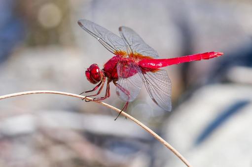 Male scarlet dragonfly, JPG Male scarlet dragonfly, JPG
