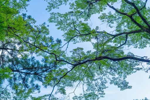 青空と緑 青空と緑 緑,夏,青空の写真素材