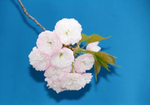 満開の桜の花5(多分) 満開の桜の花5(多分)の写真