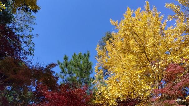 紅葉 紅葉の写真