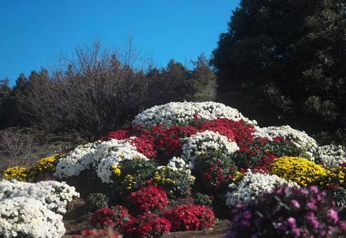 多彩な花の丘 花,植物,青空の写真素材