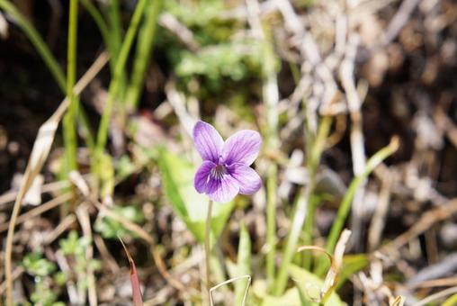 輝くスミレ① スミレ,一輪,春の写真素材