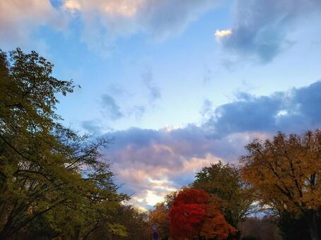 秋の紅葉　夕空と紅葉　黄昏時　秋空 秋の紅葉,夕空,たそがれの写真素材