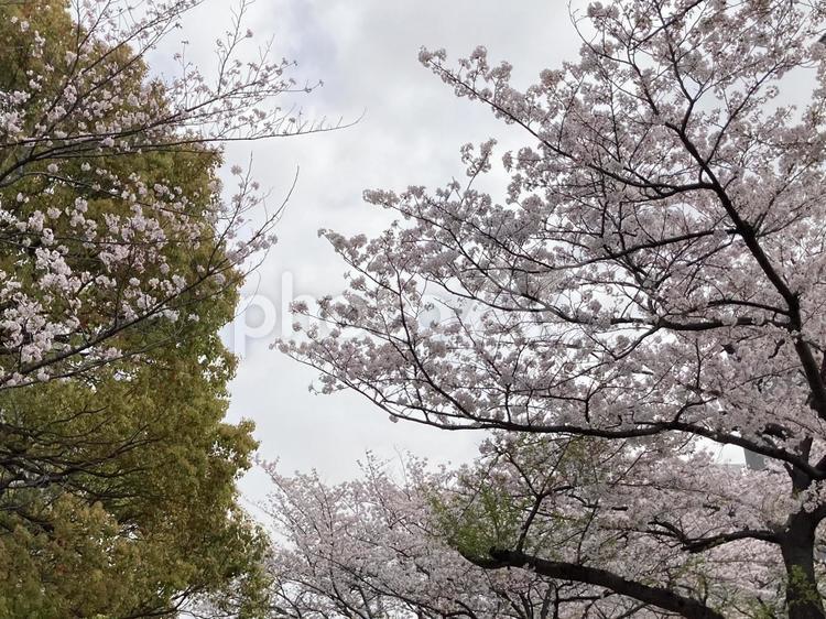 桜と緑 桜,花見,ソメイヨシノの写真素材