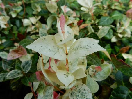 【花の写真】 ハツユキカズラ 【花の写真】 ハツユキカズラの写真