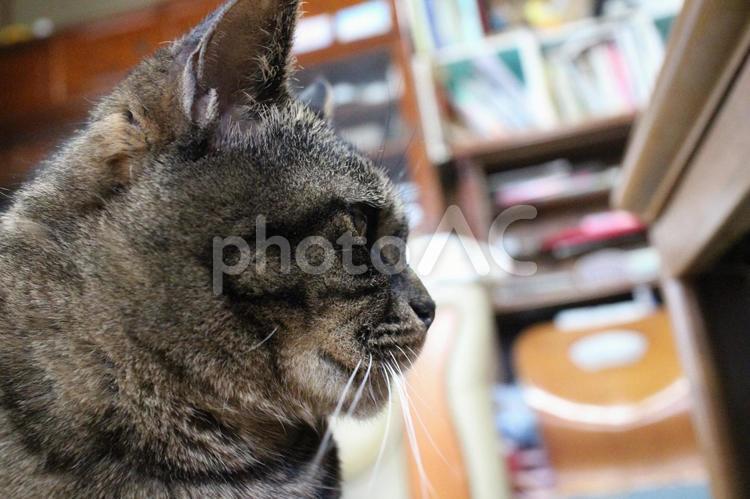 朝食後のチャコちゃん　その６７ ねこ,ネコ,ペットの写真素材
