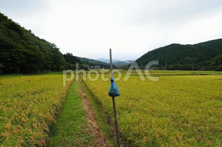 イノシシ対策　匂いで侵入防止（ハーブ葉） イノシシ,イノシシ対策,食害の写真素材