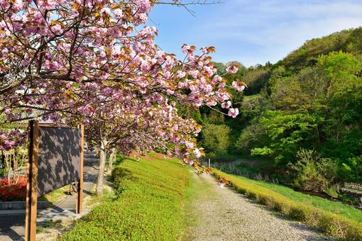 八重桜 八重桜の写真