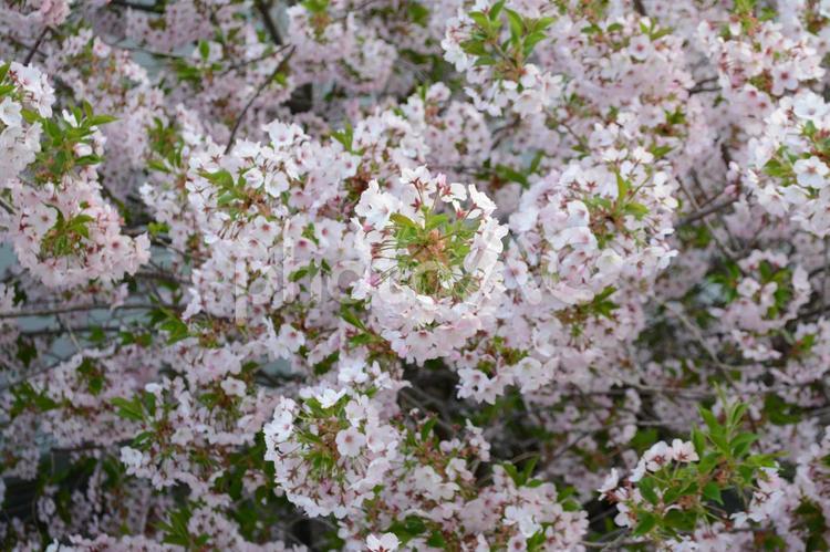 桜 桜,サクラ,花見の写真素材