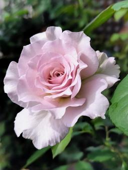 ベランダのバラ・ニューウェーブの写真