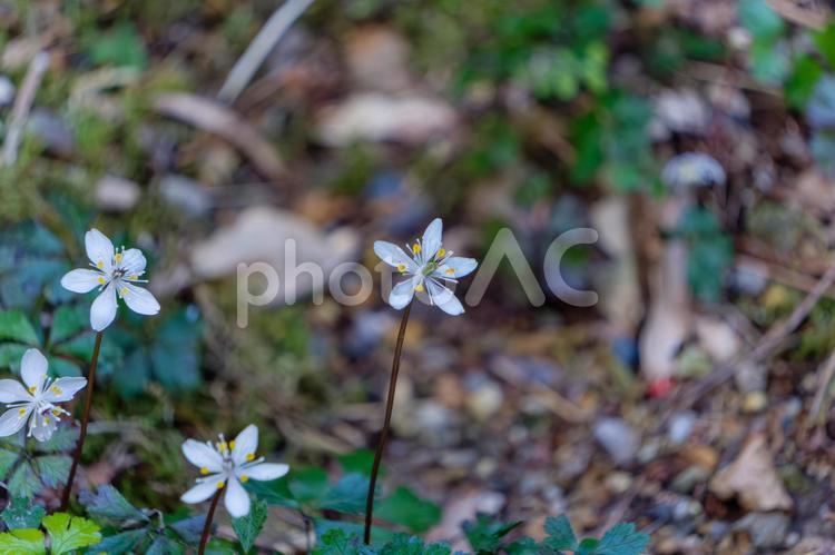 バイカオウレンのひとつ咲き バイカオウレン,花,白の写真素材
