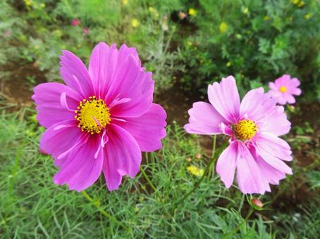 あけぼの山農業公園のコスモス あけぼの山農業公園のコスモス 秋桜,秋,花の写真素材