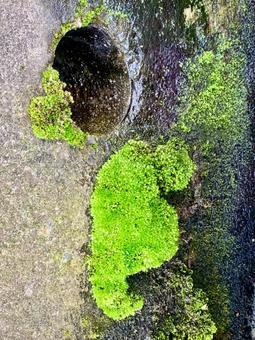 排水口の近くにある苔 散歩中,苔,見つけたの写真素材