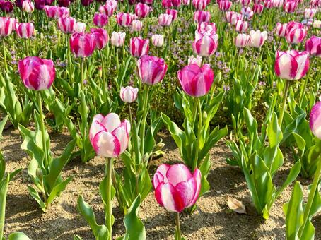満開のチューリップ チューリップ,花,ピンクの写真素材