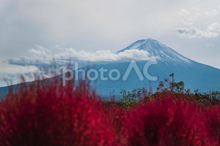 コキア・富士山 コキア,秋,空の写真素材