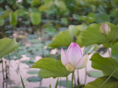 ハスの池の花 ハスの池の花の写真