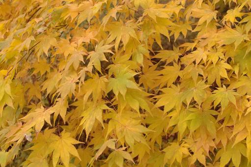 黄色のもみじ 紅葉,葉,木の葉の写真素材