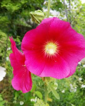 ピンクのお花 ピンクのお花の写真