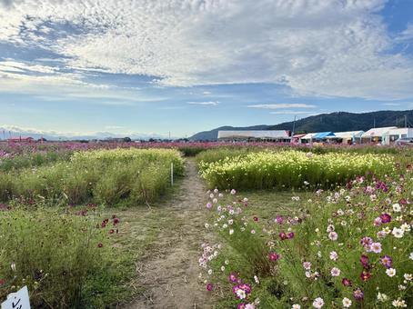 福井県 曇り空と宮ノ下コスモス公苑 福井県 曇り空と宮ノ下コスモス公苑の写真