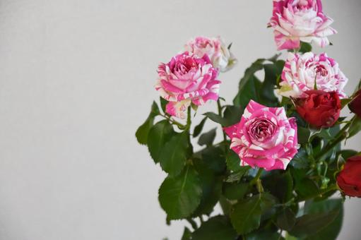 赤とピンクのばら 赤とピンクのばら 赤い薔薇,赤,ばらの写真素材