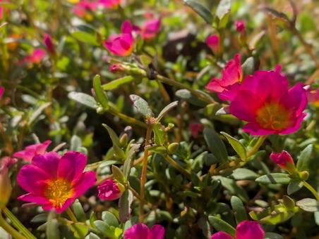 花 マツバボタン(松葉牡丹) 花 マツバボタン(松葉牡丹)の写真