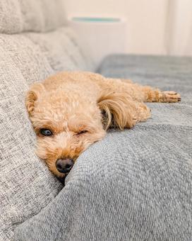 ソファーにすっぽり嵌るトイプードル ソファーにすっぽり嵌るトイプードル 犬,寛ぐ,くつろぐの写真素材