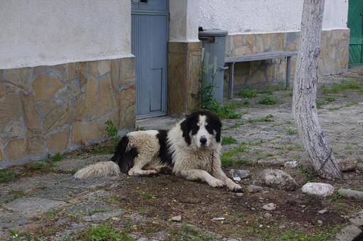 大型犬 大型犬 大型犬,犬,海外の写真素材